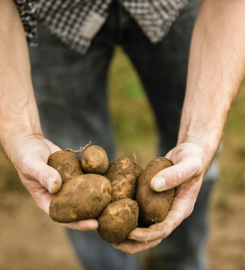 Man holding a handful of freshly picked potatoes in his hands.